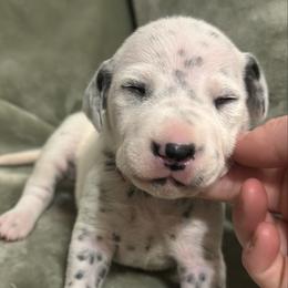 Shiver - White and black female Dalmatian puppy in Travelers Rest, South Carolina from Cotton Top