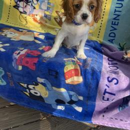 Cavalier King Charles Spaniel Puppies from Purple Moon Cavaliers