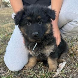 Trixie white - Black and red female German Shepherd puppy in Herrick, South Dakota from Dakota Shepherds Kennels