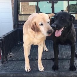 Labrador Retrievers from GetDown Kennels