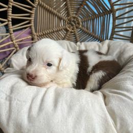 Cindy Lou - Red tri-color female Australian Shepherd puppy in Grants Pass, Oregon from Carmel Mountain Aussies