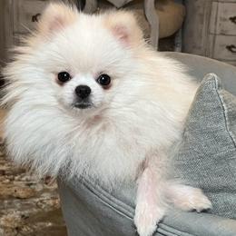 Cash - Pomeranian