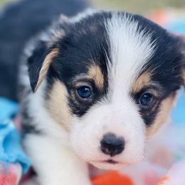 Australian Shepherd, Lagotto Romagnolo, and Pembroke Welsh Corgi Puppies from SS Australian Shepherds