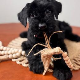 Boy 1 - Black male Giant Schnauzer puppy in St George, Utah from Schnauzer Ranch