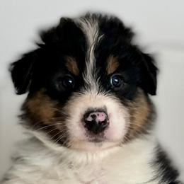 Boy 2 - Australian Shepherd puppy from Saltair Australian Shepherds