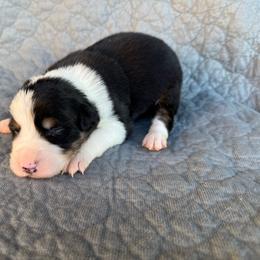 Boy 1 - Tri-color male Border Collie puppy in Centerville, Washington from Forthright Farms