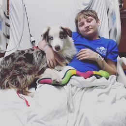 Australian Shepherds from Mississippi Therapy Animals