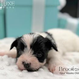Brookes - Parti male Yorkshire Terrier puppy in Scottsdale, Arizona from Lil Luxe Pups