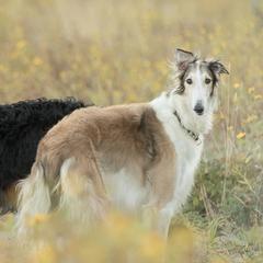 Borzois from Tryasina Borzoi