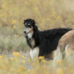Borzois from Tryasina Borzoi