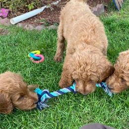Goldendoodles from Henshey goldendoodles
