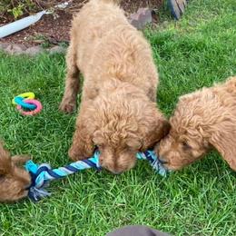 Goldendoodles from Henshey goldendoodles