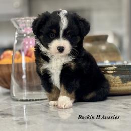 BTM 4 - Black tri male Toy Australian Shepherd puppy in Russellville, Arkansas from Rockin H Aussies