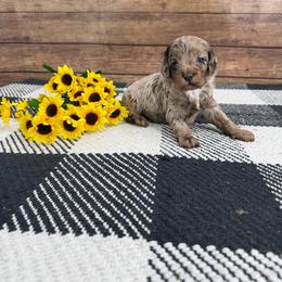 Koa - Merle male Cockapoo puppy in Beresford, South Dakota from DAKOTA DOOD RANCH