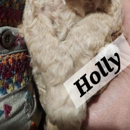 Holly - Cream female Aussiedoodle puppy in Powder Springs, Georgia from My Classy Doodles