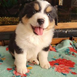 Pace - Black tri-color male Australian Shepherd puppy in Guthrie, Oklahoma from 2bar Aussies