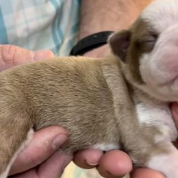 Boy 3 - Boston Terrier puppy in George West, Texas from Duke of Earl’s Boston Terriers