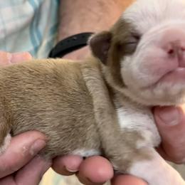 Boy 3 - Boston Terrier puppy in George West, Texas from Duke of Earl’s Boston Terriers