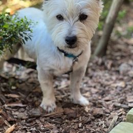 Bear - West Highland White Terrier