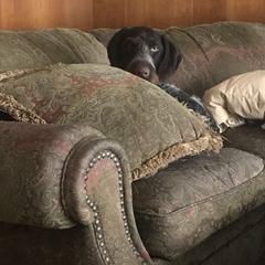 German Wirehaired Pointer All Grown Up from Osborne’s Wirehairs