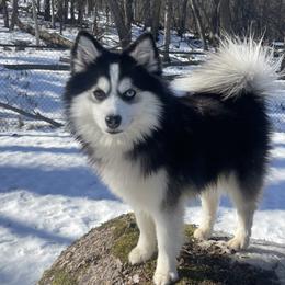 Cleo - Pomsky