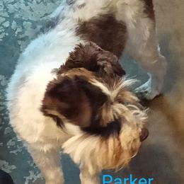 Parker - Miniature Schnauzer