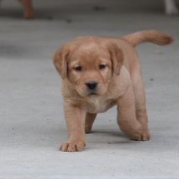 Labrador Retriever Puppies from Trapper Creek Labradors