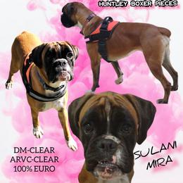 MIRA - Boxer