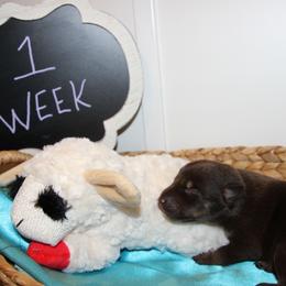 Boy 2 - male Australian Koolie puppy in Sioux Falls, South Dakota from Tenacious Koolies