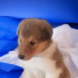 Collie Puppies from Sweetwater Rough Collies