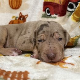 Coraline - Merle female Great Dane puppy in Altoona, Alabama from Sovereignty Woods Great Danes