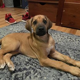 Rhodesian Ridgeback Puppies from Lyonnese Rhodesian Ridgebacks