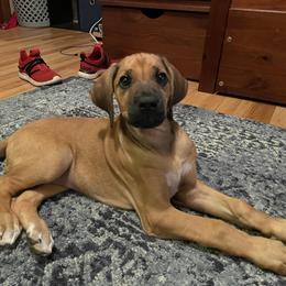 Rhodesian Ridgeback Puppies from Lyonnese Rhodesian Ridgebacks