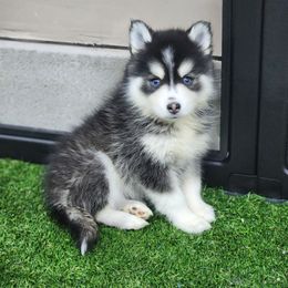 Onyx - Black and white male Pomsky puppy in Albany, Indiana from Hatz Off Puppies