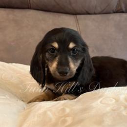 Honey's blue - Black and cream male Dachshund puppy in Jonesboro, Illinois from Twin Hills Dachshunds