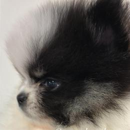 Atlas - Black parti male Pomeranian puppy in Palatka, Florida from Sugarland Pomeranians