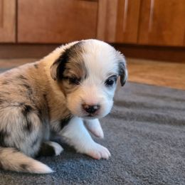 Kenai (kee-nye) - Blue merle female Australian Shepherd puppy in Solon, Maine from Mountain Range Australian Shepherds