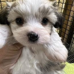 Maltipoo puppies from LUV Poodles and Maltipoos