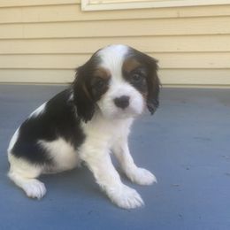 Cavalier King Charles Spaniel Puppies from Smylin Cavaliers