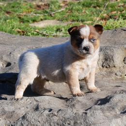 Valentino - Red mottled male Australian Cattle Dog puppy in Buffalo Valley, Tennessee from Buffalo Valley Breeders