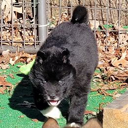 Mocha Male 4 - Black male Siberian Husky puppy in Hiawassee, Georgia from Chastains Huskies