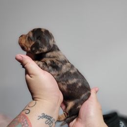 Woody - Dapple male Dachshund puppy in El Cajon, California from Lisa Buxton