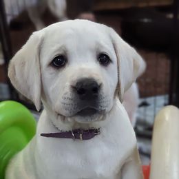 Labrador Retriever Puppies from White River Labradors