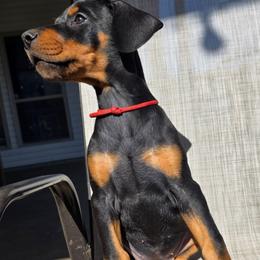 Red - Black and rust female Doberman Pinscher puppy in Denham Springs, Louisiana from Franklin Dobermans
