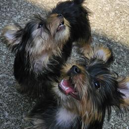 Silky Terrier Puppies from Brawley's Beautiful Babies