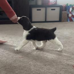 English Springer Spaniel Puppies from Timberwood English Springer Spaniels
