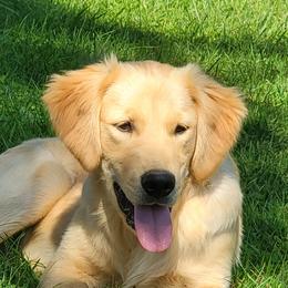 Golden Retriever All Grown Up from Bear Ridge Kennels