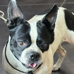Ollie - Boston Terrier