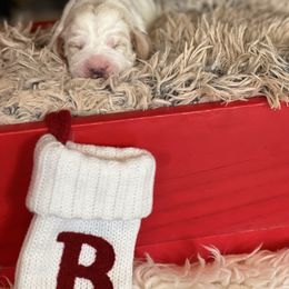Sugar - Red and white female Basset Hound puppy in Lone Jack, Missouri from Wee Little Bassets
