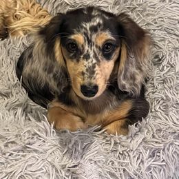 Dachshund Puppies from Miniature Dreams Dachshunds